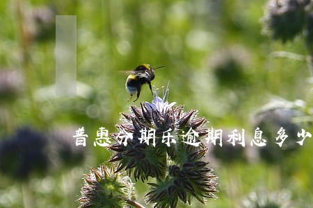 普惠分期乐逾期利息多少 普惠分期乐逾期利息多少