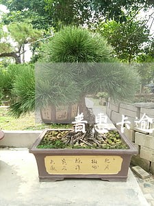 普惠卡逾期能否恢复正常 普惠卡逾期能否恢复正常