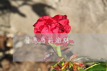 普惠当前逾期 普惠当前逾期