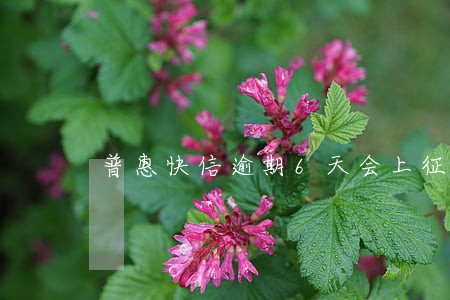 普惠快信逾期6天会上征信吗