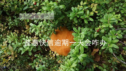 普惠快信逾期一天会咋办 普惠快信逾期一天会咋办