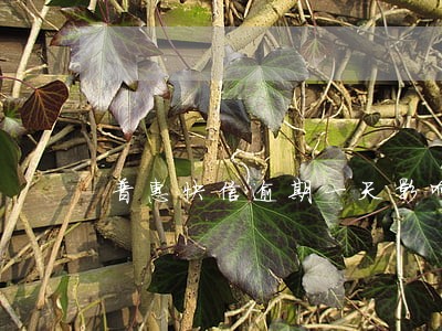 普惠快信逾期一天影响征信吗 普惠快信逾期一天影响征信吗