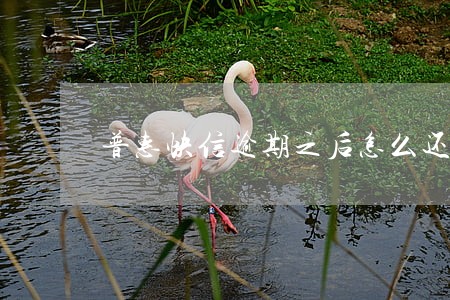 普惠快信逾期之后怎么还款 普惠快信逾期之后怎么还款