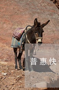 普惠快信逾期可以提前还款吗 普惠快信逾期可以提前还款吗