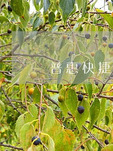 普惠快捷分期手机逾期 普惠快捷分期手机逾期
