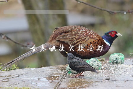 普惠快捷欠款逾期 普惠快捷欠款逾期