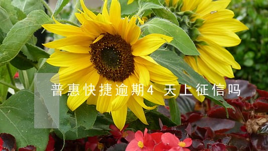 普惠快捷逾期4天上征信吗 普惠快捷逾期4天上征信吗