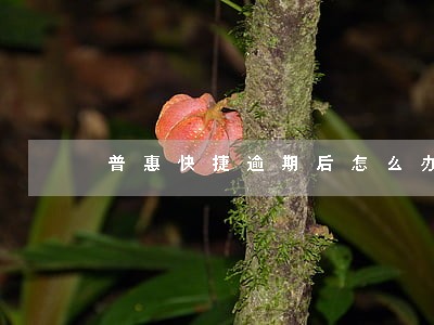 普惠快捷逾期后怎么办
