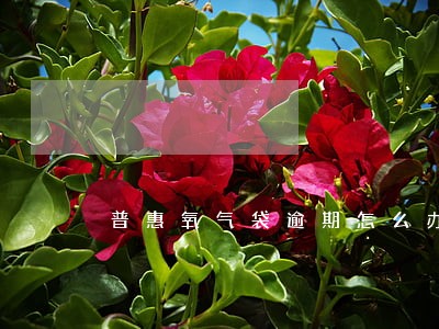 普惠氧气袋逾期怎么办 普惠氧气袋逾期怎么办