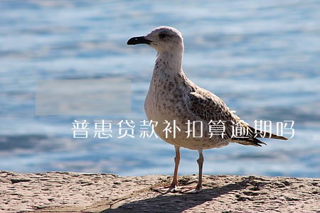 普惠贷款补扣算逾期吗 普惠贷款补扣算逾期吗