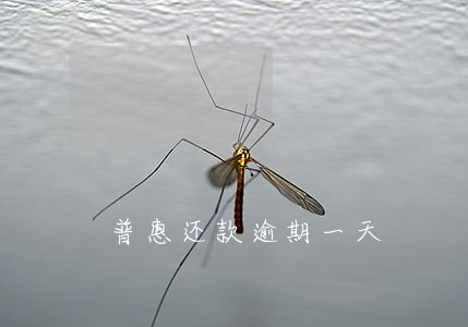 普惠还款逾期一天 普惠还款逾期一天