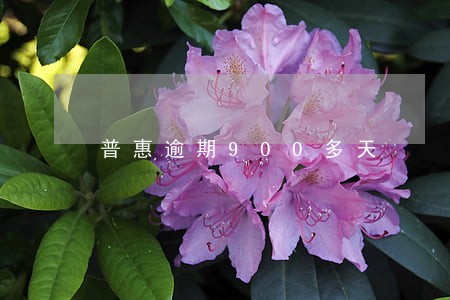 普惠逾期900多天 普惠逾期900多天