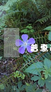 普惠逾期两年后一直发骚扰信息 普惠逾期两年后一直发骚扰信息