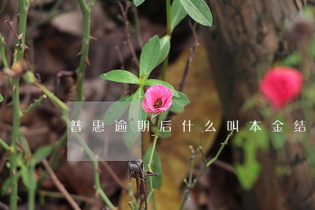 普惠逾期后什么叫本金结清 普惠逾期后什么叫本金结清