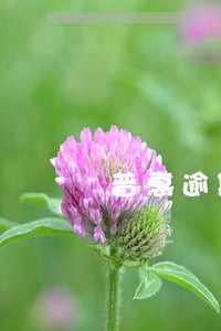 普惠逾期被代偿怎么办 普惠逾期被代偿怎么办
