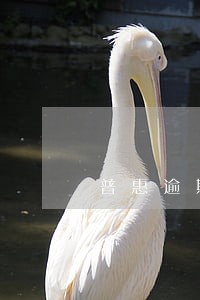 普惠逾期被保险代偿 普惠逾期被保险代偿