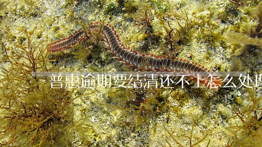 普惠逾期要结清还不上怎么处理 普惠逾期要结清还不上怎么处理