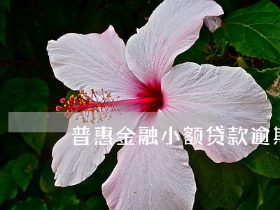 普惠金融小额贷款逾期 普惠金融小额贷款逾期