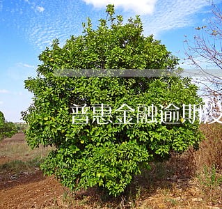 普惠金融逾期没上征信 普惠金融逾期没上征信