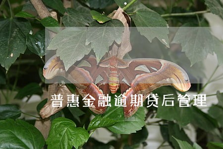 普惠金融逾期贷后管理