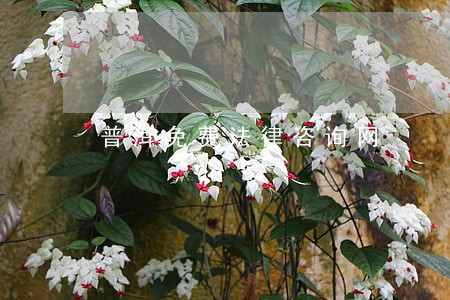 普洱免费法律咨询网 普洱免费法律咨询网