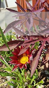 普洱市专业犯罪辩护律师收费标准 普洱市专业犯罪辩护律师收费标准