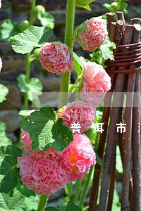 普洱市澜沧县刑辩律师哪个好 普洱市澜沧县刑辩律师哪个好