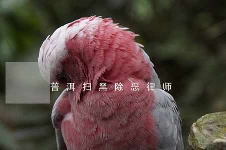 普洱扫黑除恶律师 普洱扫黑除恶律师