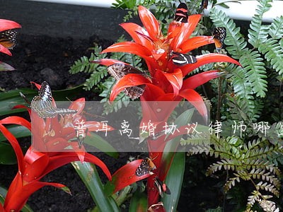 普洱离婚协议律师哪里找 普洱离婚协议律师哪里找