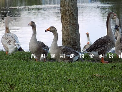 普洱逾期违约金纠纷律师