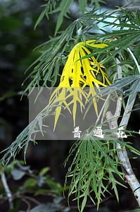 普通花呗逾期一天会怎样 普通花呗逾期一天会怎样