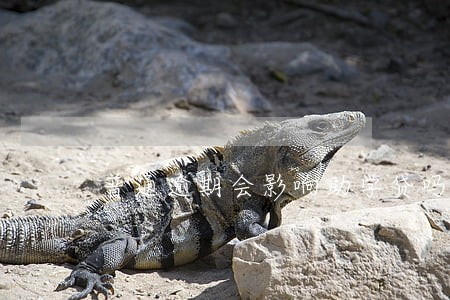 普通逾期会影响助学贷吗 普通逾期会影响助学贷吗
