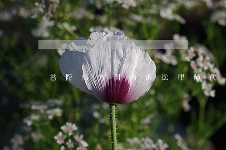 普陀债务纠纷诉讼律师代理费 普陀债务纠纷诉讼律师代理费