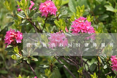 普陀区债权纠纷律师服务咨询 普陀区债权纠纷律师服务咨询