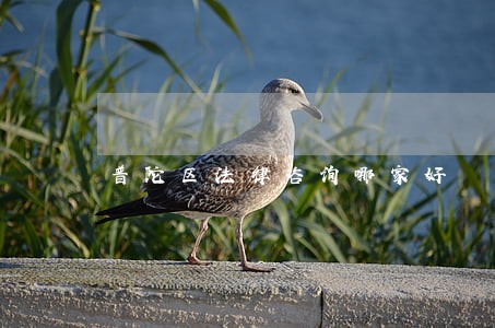普陀区法律咨询哪家好 普陀区法律咨询哪家好