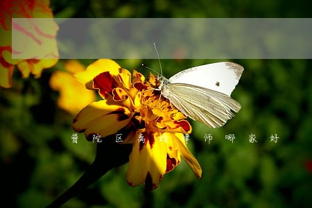 普陀区离婚律师哪家好 普陀区离婚律师哪家好