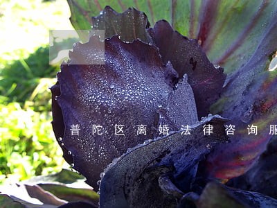 普陀区离婚法律咨询服务 普陀区离婚法律咨询服务