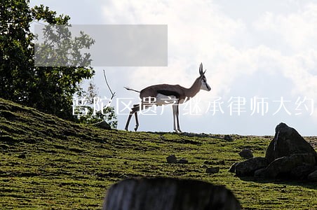 普陀区遗产继承律师大约要多少钱 普陀区遗产继承律师大约要多少钱