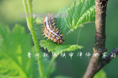 普陀取保候审律师哪家好 普陀取保候审律师哪家好