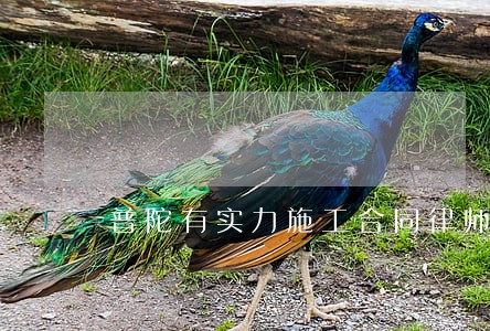 普陀有实力施工合同律师事务所 普陀有实力施工合同律师事务所