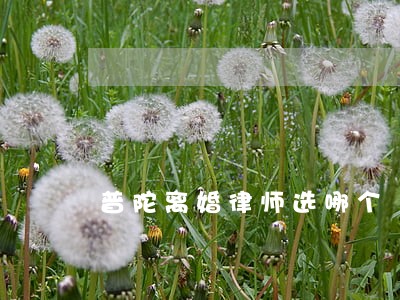 普陀离婚律师选哪个 普陀离婚律师选哪个