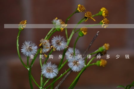 普陀购房合同律师多少钱 普陀购房合同律师多少钱