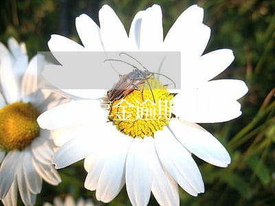 智享金逾期费用 智享金逾期费用