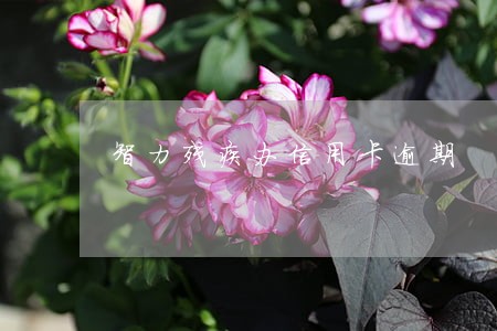 智力残疾办信用卡逾期