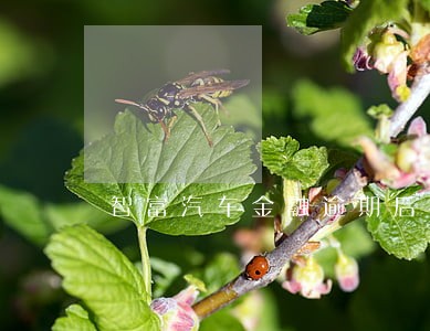 智富汽车金融逾期后拖车 智富汽车金融逾期后拖车