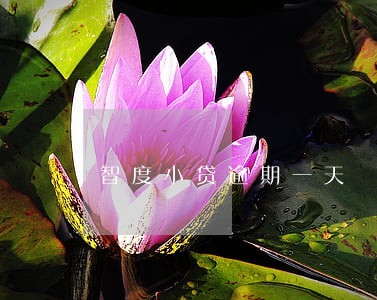 智度小贷逾期一天 智度小贷逾期一天