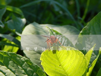 智慧信贷逾期一个月了怎么办 智慧信贷逾期一个月了怎么办