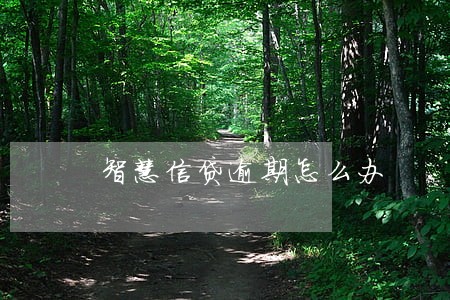 智慧信贷逾期怎么办 智慧信贷逾期怎么办