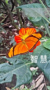 智慧星保险逾期交 智慧星保险逾期交
