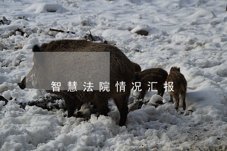 智慧法院情况汇报